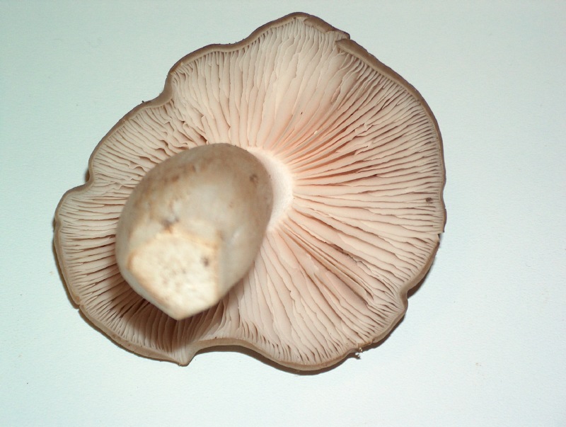 Entoloma lividoalbum